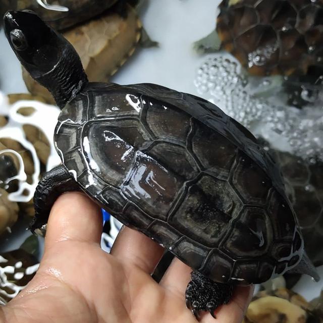 十大最好养的乌龟，最好养的乌龟品种（MatriMax游戏魔方评测）