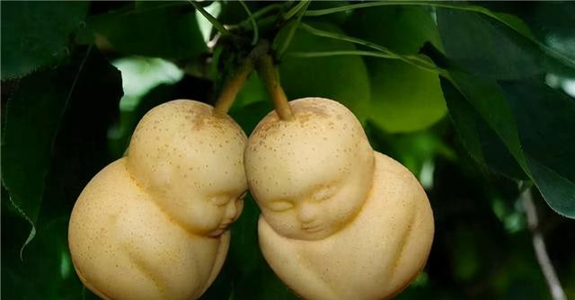 西游记里的人参果，西游记中的人参果到底是什么水果（人参果其实是生命精血养大的）