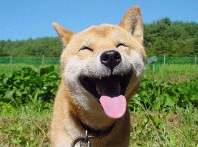 doge目瞪狗呆表情包，活在你表情包里的神烦狗Doge