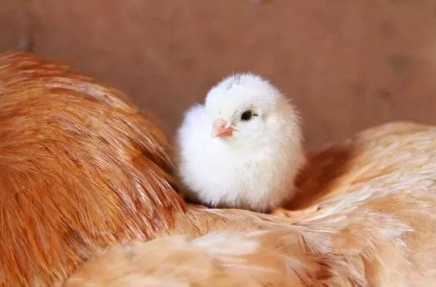 大寒是什么时候，一般什么时候开始的大寒（过了大寒就是年）