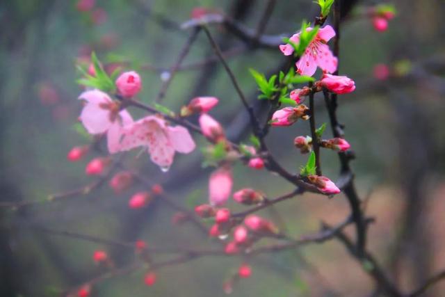 桃花嫣然出篱笑，关于桃花最美的诗词（赏读：桃花依旧笑春风）