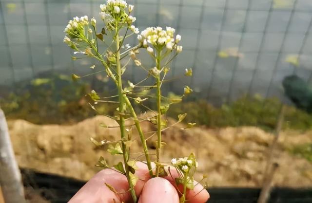 辣辣菜学名叫什么，有一种记忆叫作“辣辣菜”