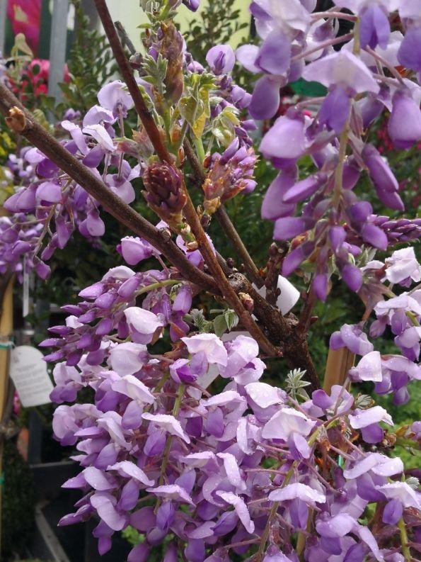 适合庭院养的紫藤花，阳台、院子就种一棵紫藤
