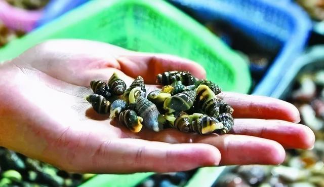 花螺有寄生虫吗，不能吃的10种螺