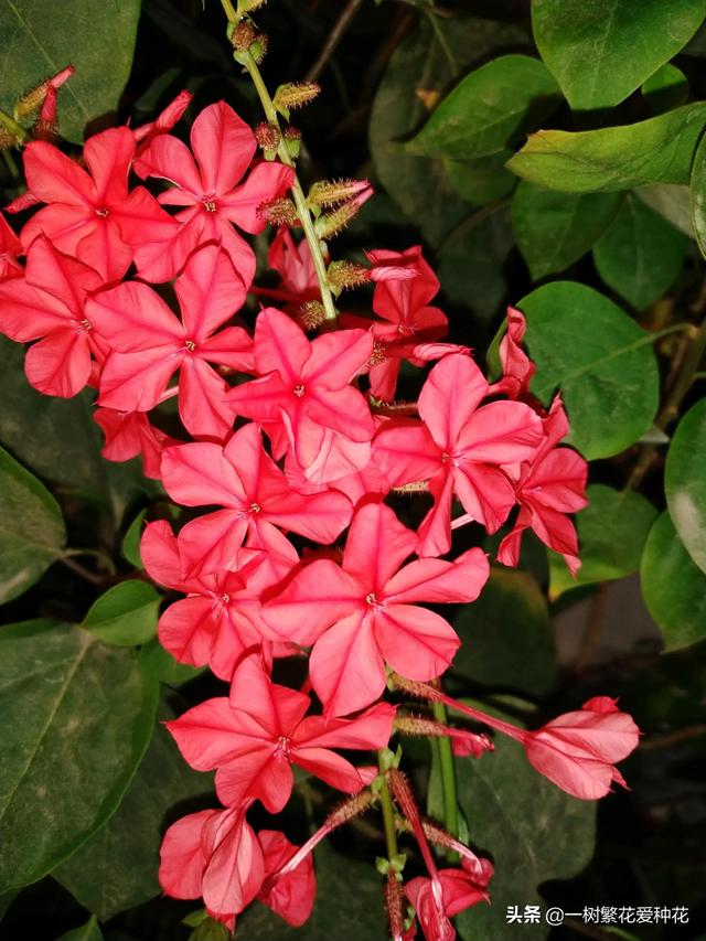 秋天有什么花容易养又好看，这20种花建议选几个