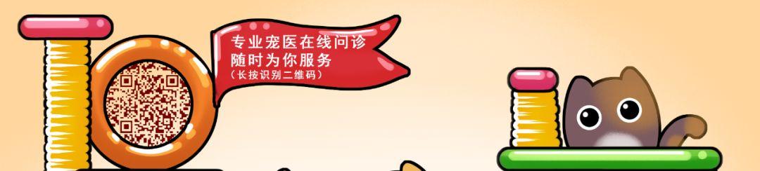 猫咪能吃海苔吗，养猫时什么食物不能吃（猫咪不能吃的10种常见食物大公开）