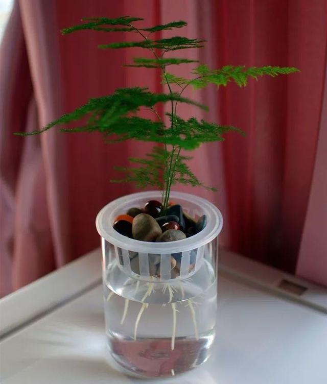 盆栽长寿花的养殖方法和注意事项，长寿花根本养不死