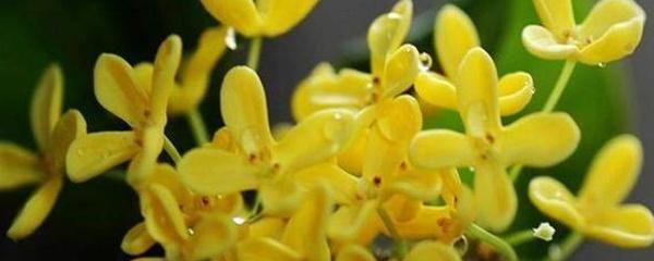 四季桂的养殖方法，四季桂大忌（按照这5点养护植株枝繁叶茂）