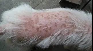 狗子啥时候掉毛严重，为什么狗狗在冬天掉毛特别多