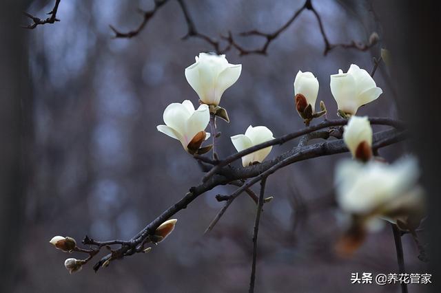 美丽漂亮的白玉兰，分享图片——最漂亮的玉兰花集