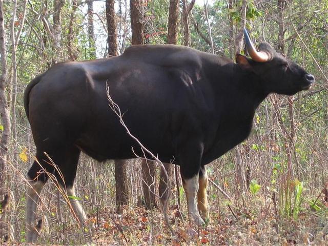 世界上有僵尸吗，野牛弄伤孟加拉虎