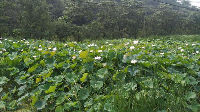 河南郑州新密旅游景点大全，郑州这里景美路好不收费