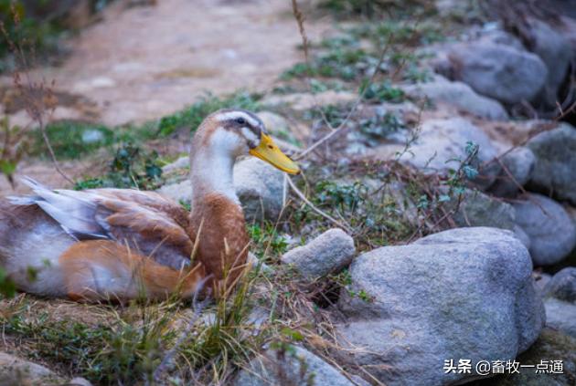 死胎蛋照射的图片，鸭蛋怎么孵化需要准备什么（浙江一母鸡竟生下这样的蛋……养鸡十几年第一次见）