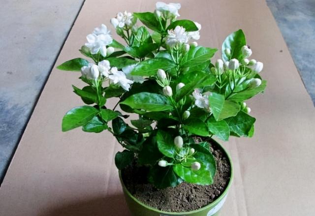 冬天什么花开花，适合冬天生长容易开花的植物