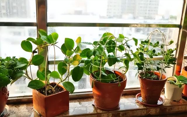 半封闭阳台如何养花，封闭小阳台养花也很棒