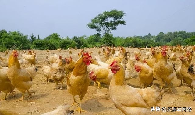 养鸡十大技巧，一分钟掌握提高鸡群均匀度的10个小技巧