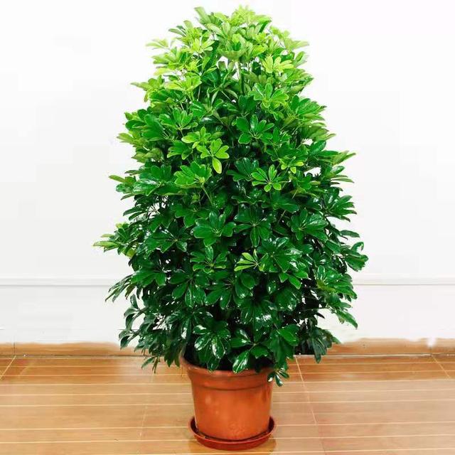家里什么盆栽好养活又好看，寓意好很好养
