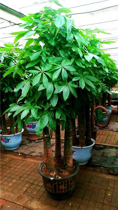 比较大的绿植，寓意美好又耐看的6⃣️款大型绿植