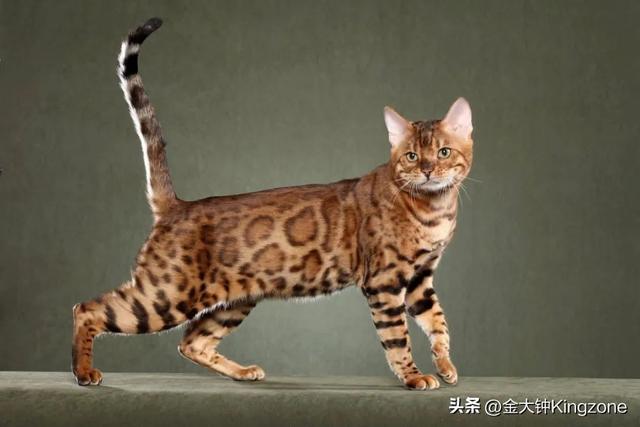 世界上最可爱的猫，世界上最可爱的几十种猫咪（猫味最重的五种猫咪）