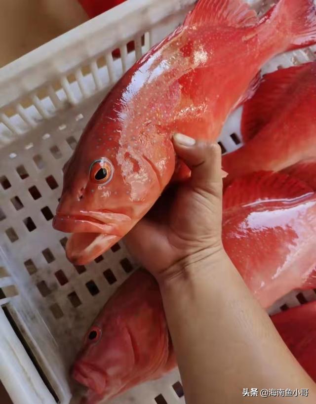 三亚常吃的石斑鱼，海南野生东星斑