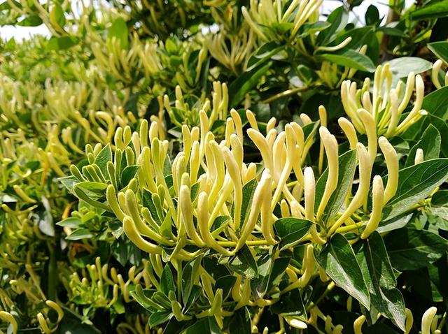 金银花养护技术要点，金银花一年四季的养殖方法