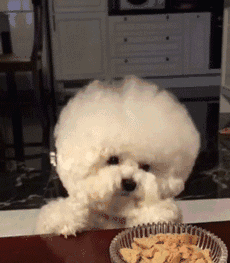 比熊和泰迪详细对比，比熊犬和泰迪犬有哪些区别