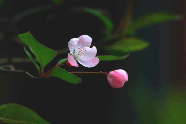 飞花令里读诗词，飞花令诗词大全（飞花令里读诗词）