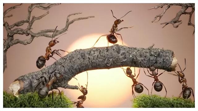 世界上最大的蚂蚁，世界上最大的蚂蚁在哪里生长（世界上最大的蚂蚁公牛蚁）