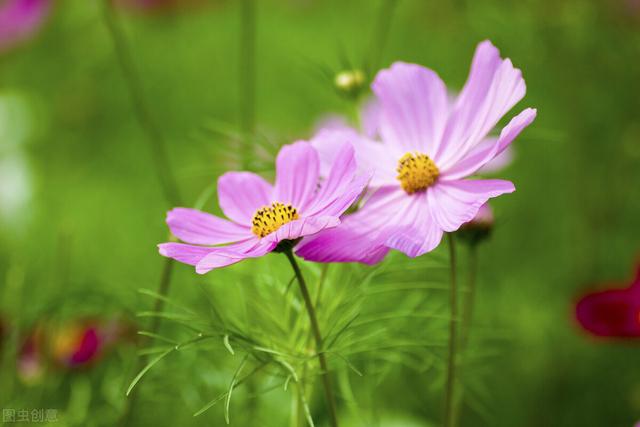 格桑花象征着什么意义，格桑花的寓意你知道吗