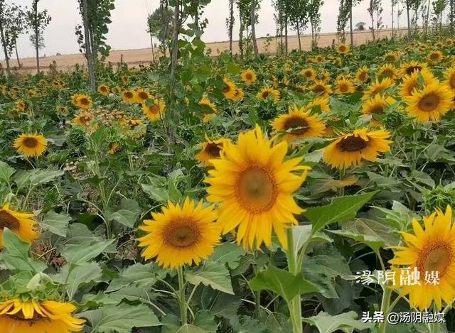 房村向日葵花海，邶城的向日葵花带您找