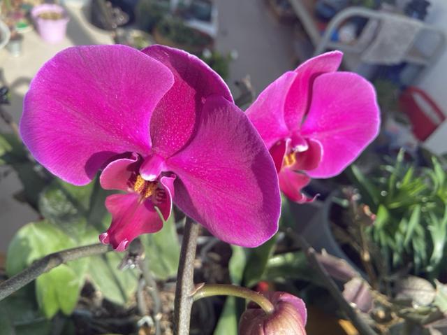 一年开花八个月能修剪什么花，一年花开8个月