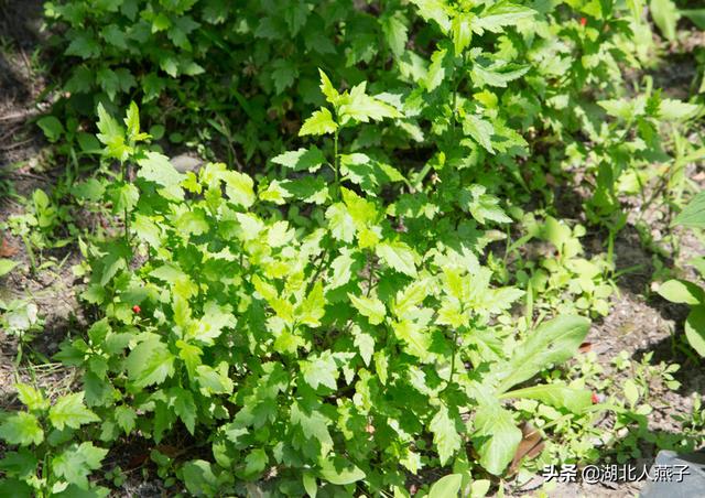 野菜的种类和图片大全，四季野菜图文大全（最美味的15种野菜）