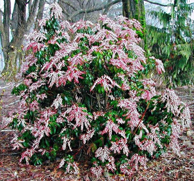 马醉木好不好养，马醉木及其品种介绍