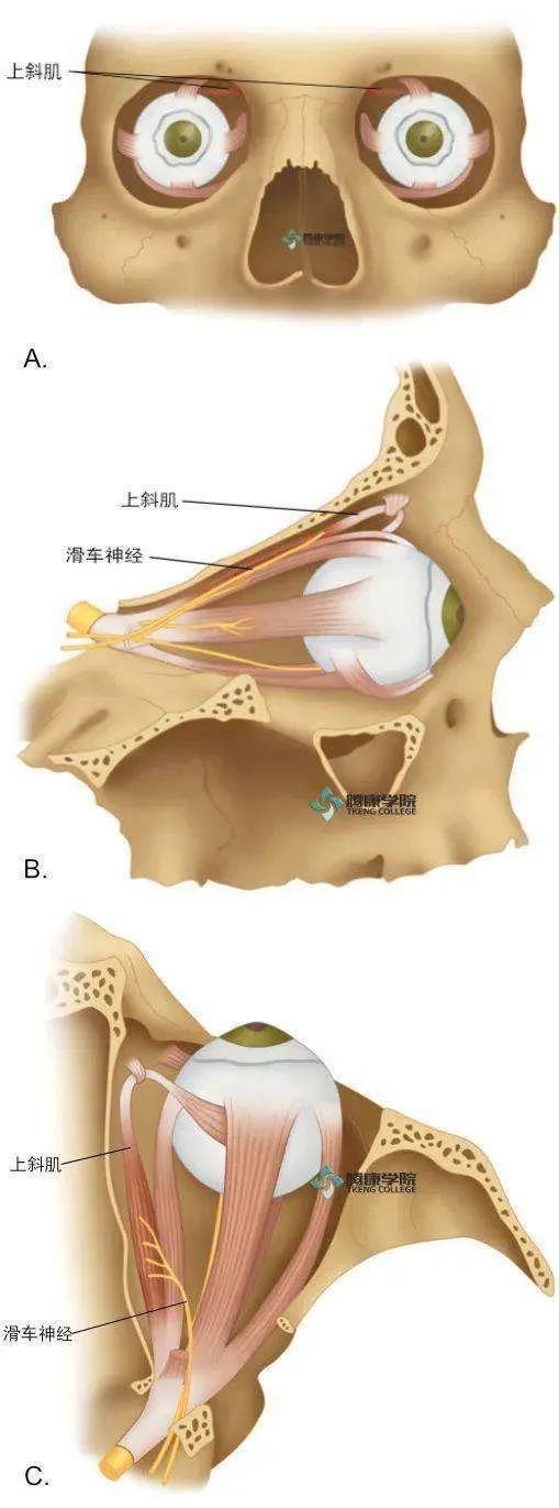 糖尿病眼睛斜视(糖尿病眼睛斜视能恢复吗)