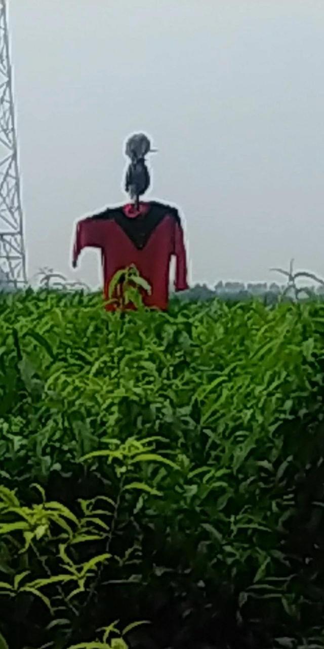 童话故事稻草人完整版，<儿童睡前童话故事>