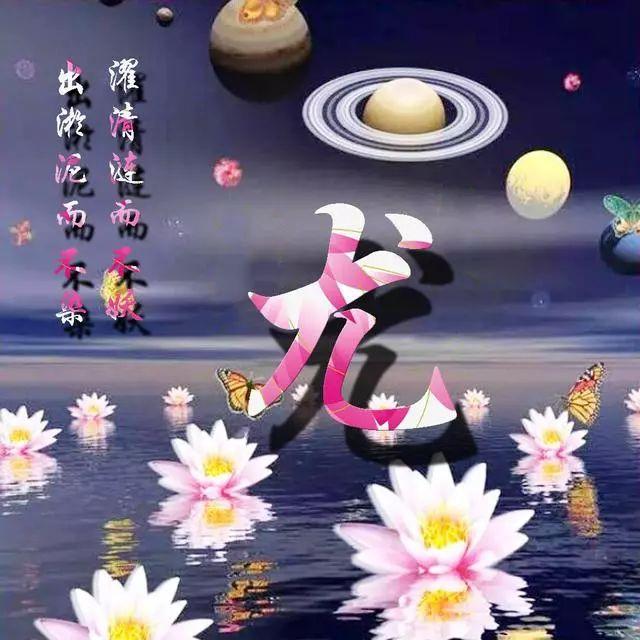 荷花头像图片大全，荷花头像高清图