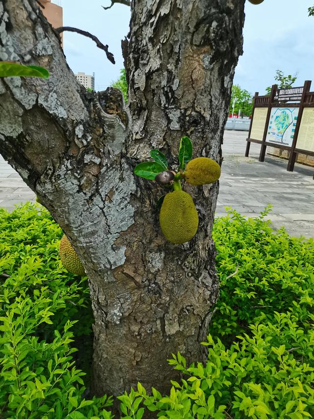 菠萝是热带水果吗，菠萝蜜属于热带水果么（这样做香甜可口不“扎嘴”）