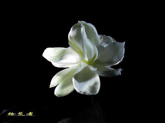 茉莉花代表的寓意是什么,好一朵茉莉花象征 茉莉花代表的寓意是什么,好一朵茉莉花象征