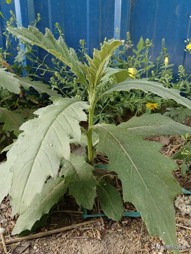 这么多野菜你认识几种，比韭菜还鲜嫩
