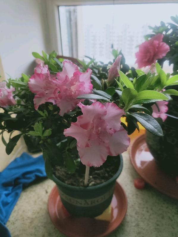 适合家里养的喜欢阳光的花，7种喜阴花