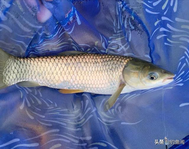 钓什么鱼用什么钩，钓鲫鱼草鱼鲤鱼都用什么钩（每一个都有自己的优点）