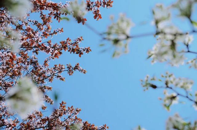 成都看樱花去哪里，樱花开了，成都多地可免费赏花