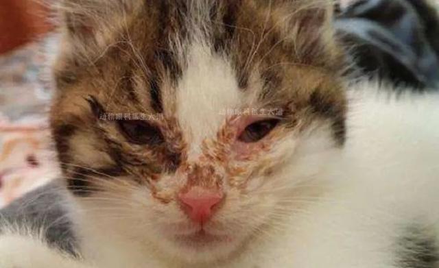 猫为什么突然得杯状病毒，猫咪为什么会得猫杯状病毒