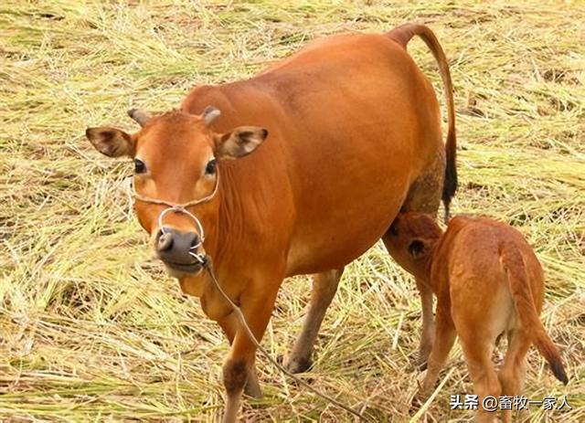 牛病防治知识100条，养殖肉牛最容易得这七种病