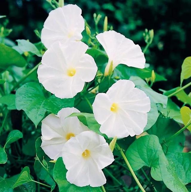 做梦也没想到牵牛花能开成这个样子，斗牛牛心脏（周公解梦：梦见这四种花草）