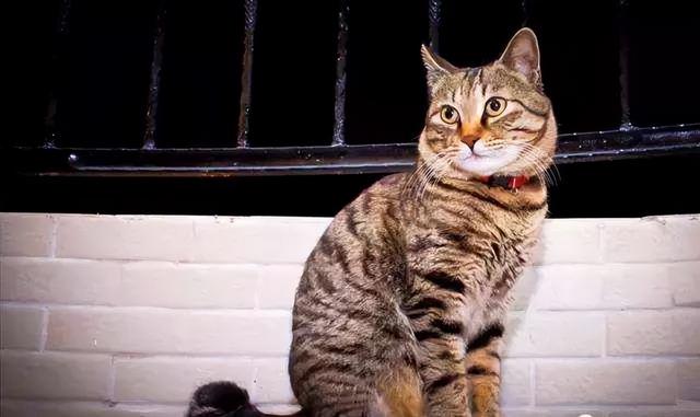 种猫，新手建议养的四种猫