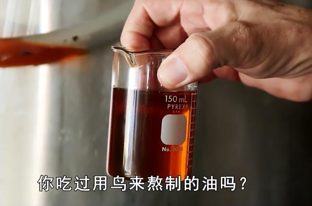 肥胖鸟