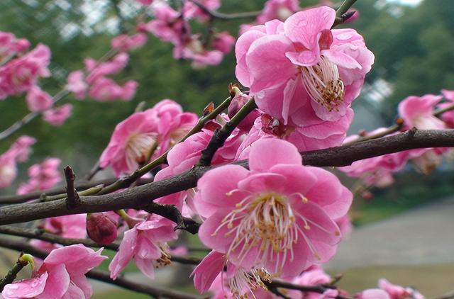 宋朝最出名的诗人有哪些，宋朝10大诗人排行榜