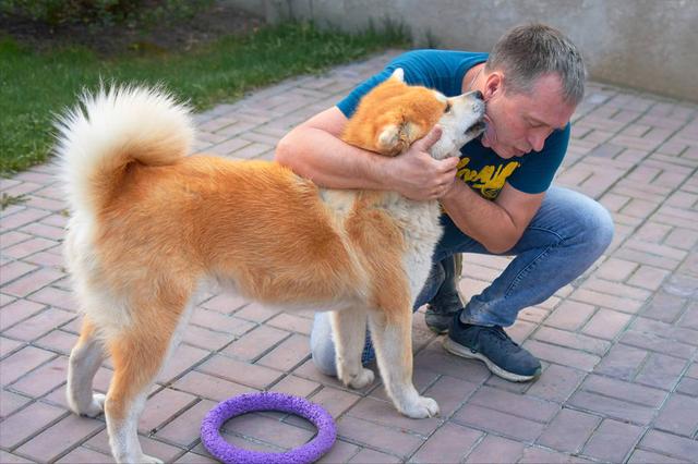 狗狗舔你代表什么，狗狗老是舔你表示什么