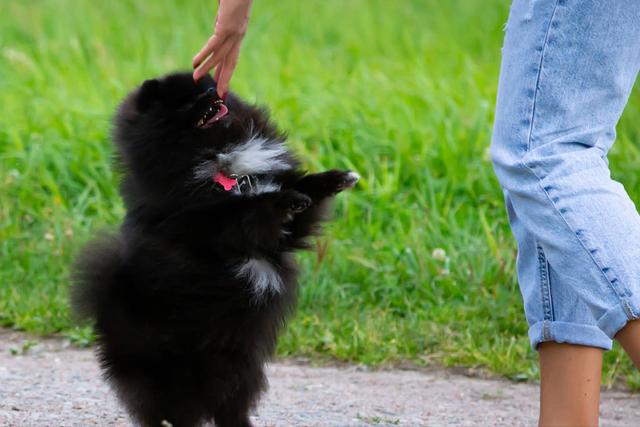 狗狗舔你代表什么，狗狗老是舔你表示什么